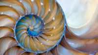 World Congress of Malacology 2019