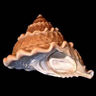 Image of Megastraea undosa by Paul Kanner, used with permission